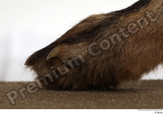 Red fox foot 0011.jpg